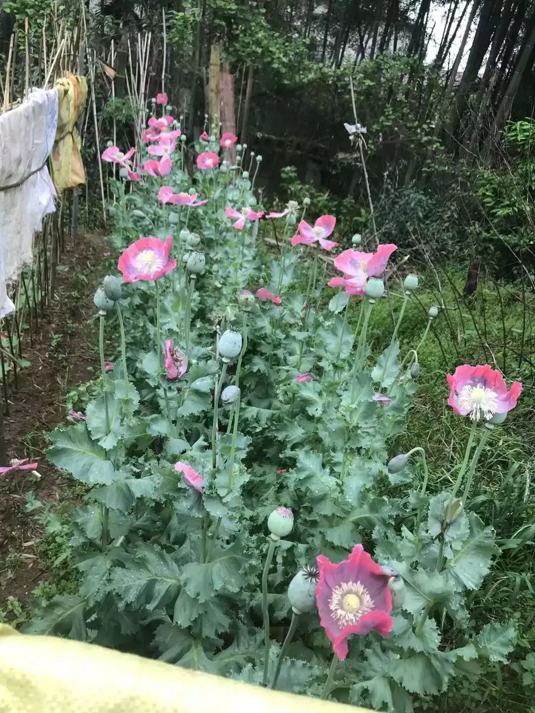这个“偏方”能治病?上饶两位村民在自家菜地种植这种植物被抓…