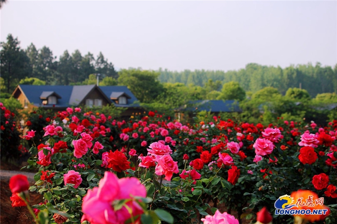 南京玫瑰园开园时间,满园春色关不住郁金香