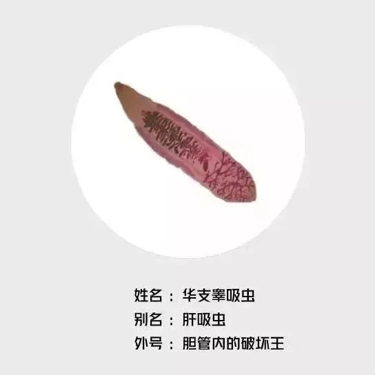 体内揪出活虫,男子体内排出活虫只因爱吃一道菜