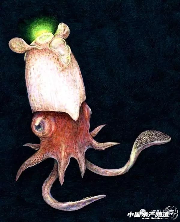 章鱼鱿鱼墨鱼乌贼区别,如何区分章鱼墨鱼鱿鱼