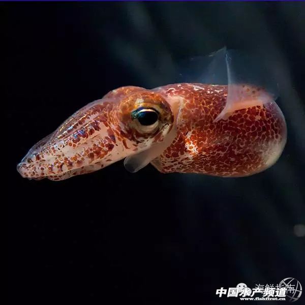 你会区分章鱼鱿鱼墨鱼和乌贼吗,八爪鱼章鱼鱿鱼墨鱼乌贼的区别