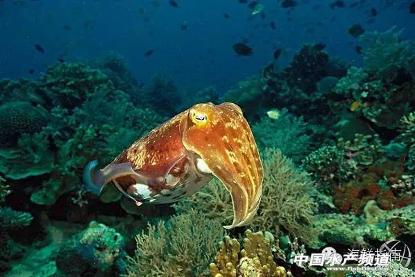 你会区分章鱼鱿鱼墨鱼和乌贼吗,八爪鱼章鱼鱿鱼墨鱼乌贼的区别