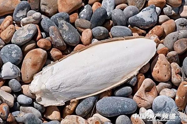 你会区分章鱼鱿鱼墨鱼和乌贼吗,八爪鱼章鱼鱿鱼墨鱼乌贼的区别