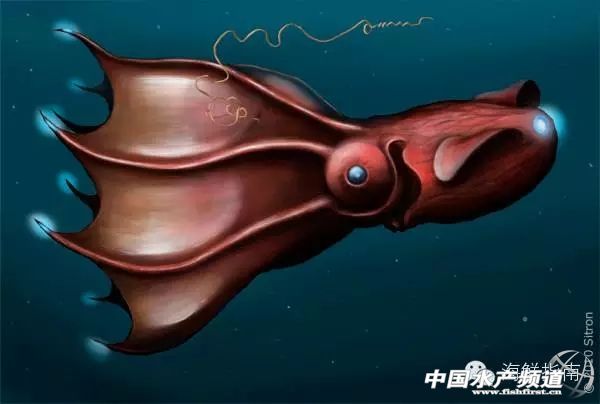 章鱼鱿鱼墨鱼乌贼区别,如何区分章鱼墨鱼鱿鱼