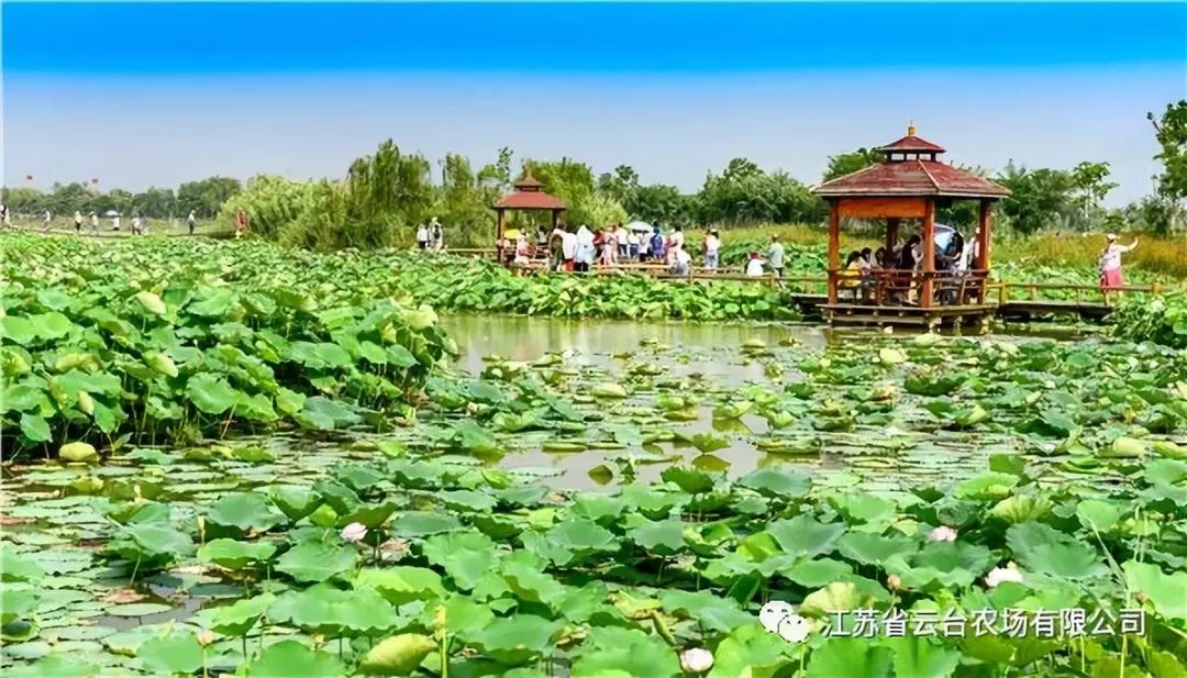 连云港市旅游景点开放通知,江苏连云港景区免费开放通知