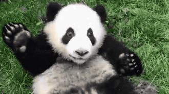 熊猫萌啦,熊猫萌