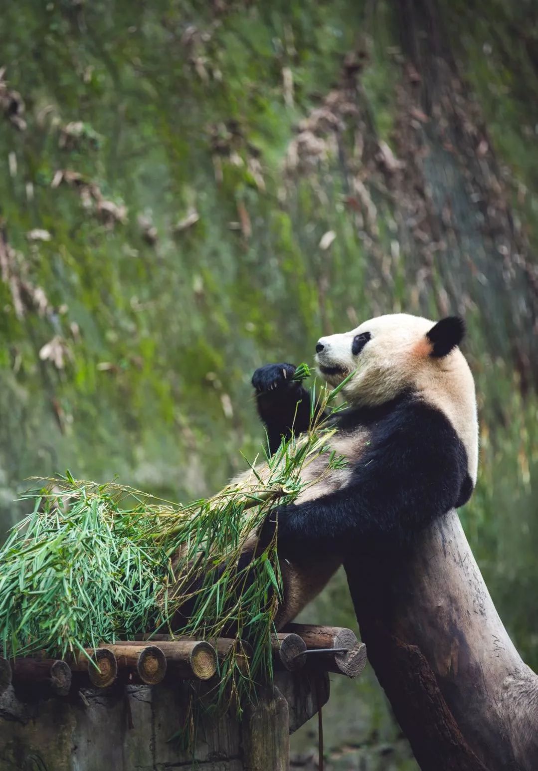 熊猫萌,熊猫萌啦