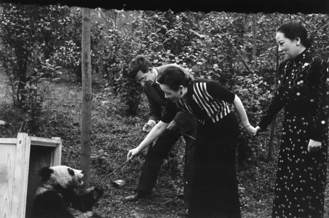 熊猫萌,熊猫萌啦