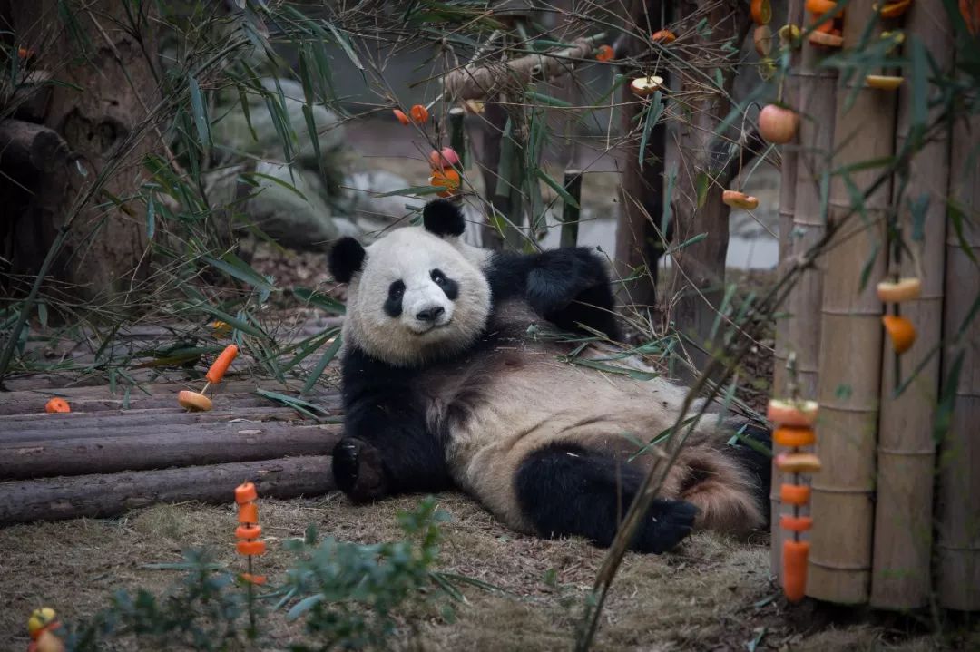 熊猫萌到什么程度,熊猫萌