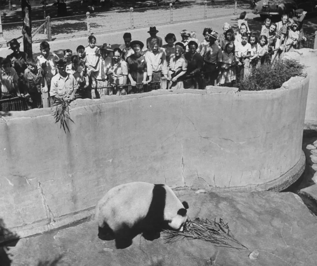 熊猫萌啦,熊猫萌