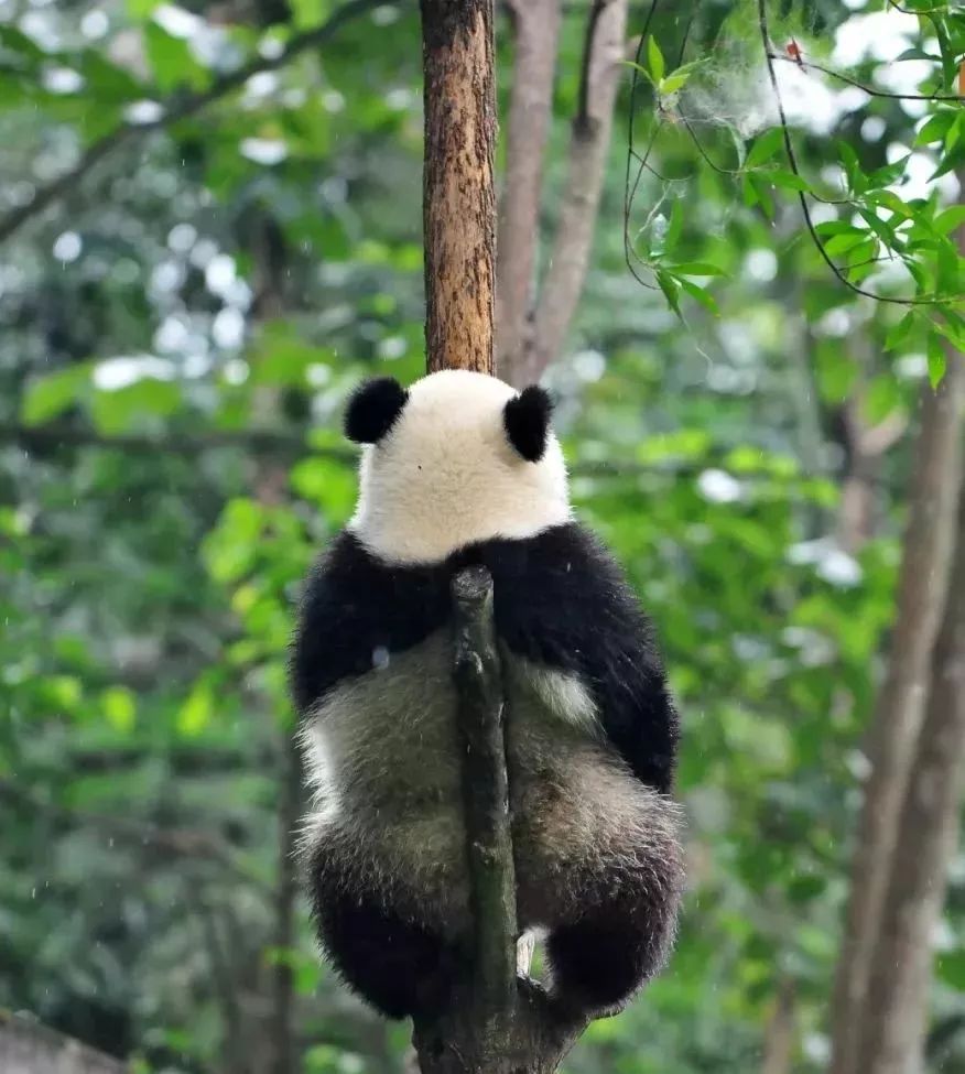 【荐读】熊猫：萌啥子哟，我是要雄起！