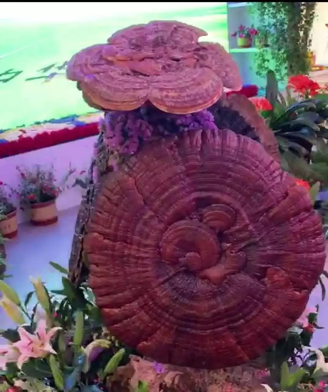 总书记来到世园会黑龙江馆，“花仙子”导游推介龙江园艺特色！