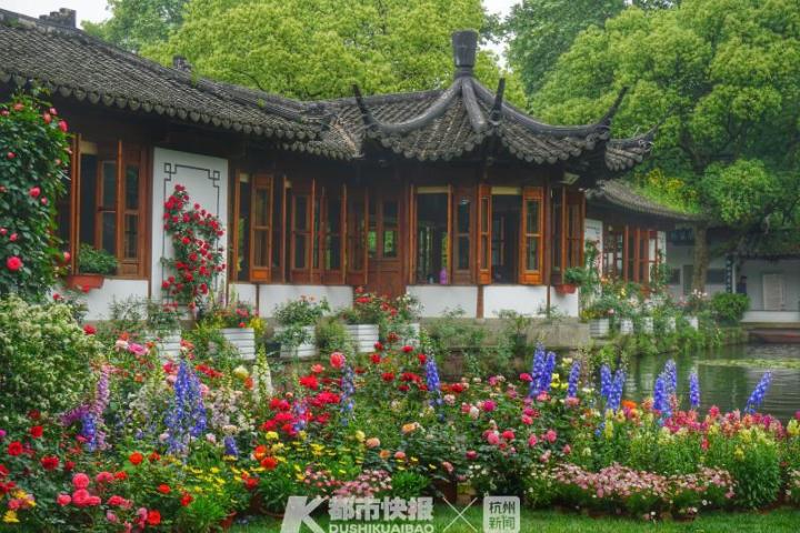 杭州郭庄月季展示,月季之城廊坊