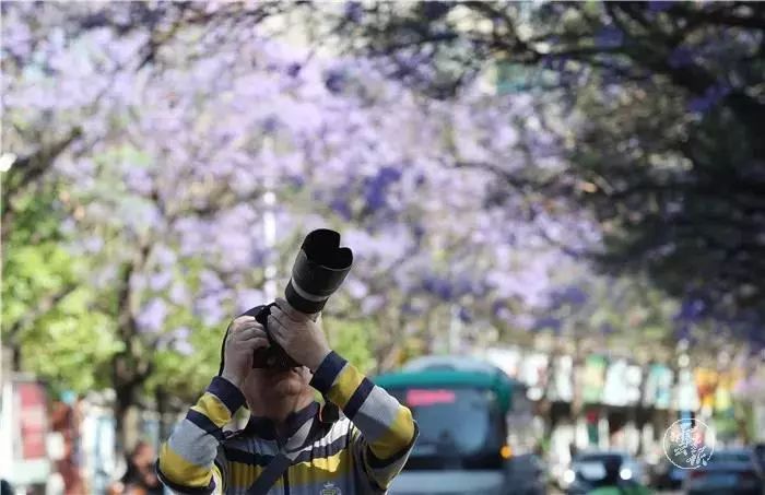 过节！以蓝花楹的名义