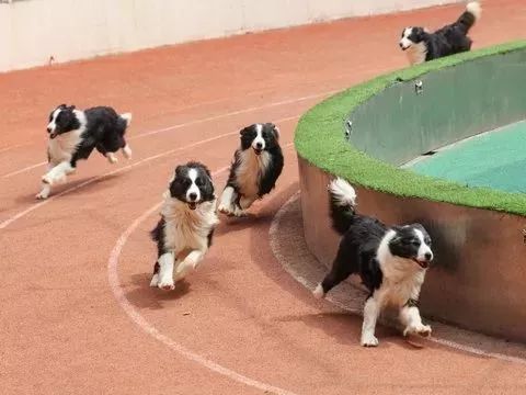 上海野生动物园游览攻略,上海野生动物园的旅游路线示意图