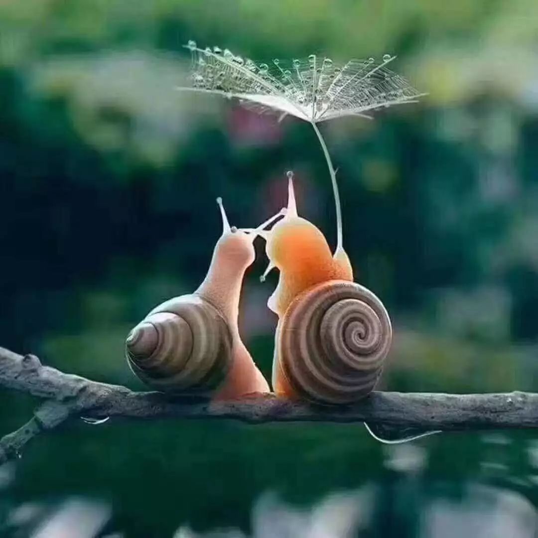 鐑熷彴姝屾洸寰侀泦,鍘熷垱姝屾洸寰佺鐑熷彴