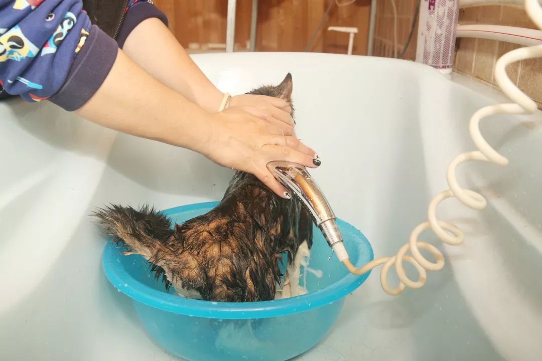 猫咪洗澡水温多少度,猫咪洗澡的正确方法