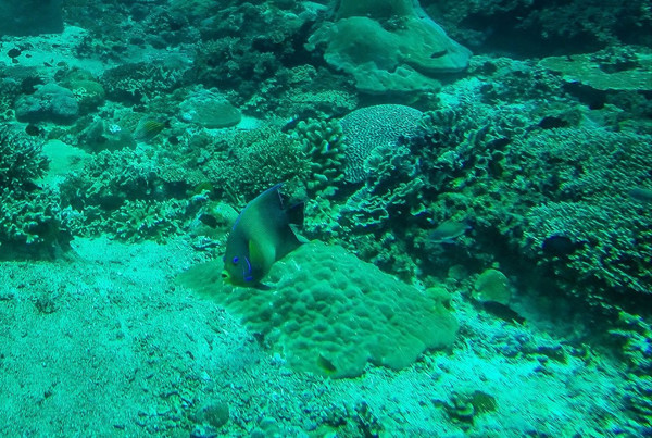 巴厘岛潜水之旅,巴厘岛潜水风景图