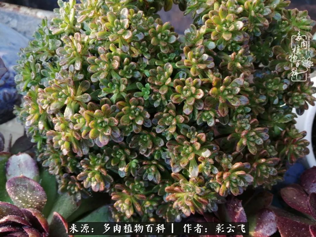 爱春天,爱阳光,爱法师!让我们一起跳法师坑吧!