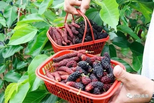 观赏川剧,采摘桑葚和观看马戏表演