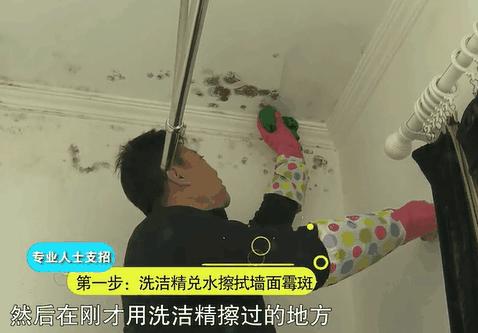 家里墙壁发霉怎么快速去除,墙壁发霉有很多小虫子怎么去除