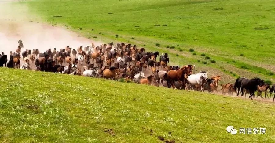 世界第一马场,世界上第一大的马场在哪里呢