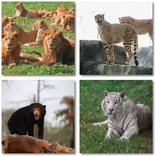 上海野生动物园游览攻略,上海野生动物园的旅游路线示意图