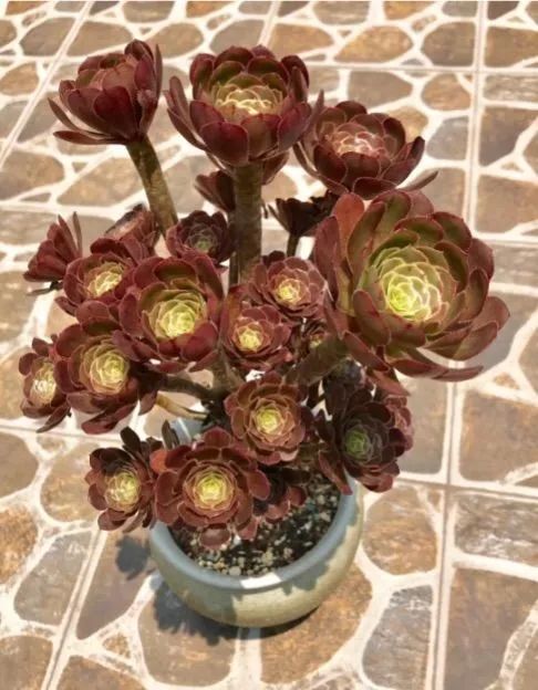 闲聊多肉大军四川“兵团”川南支队养肉记！