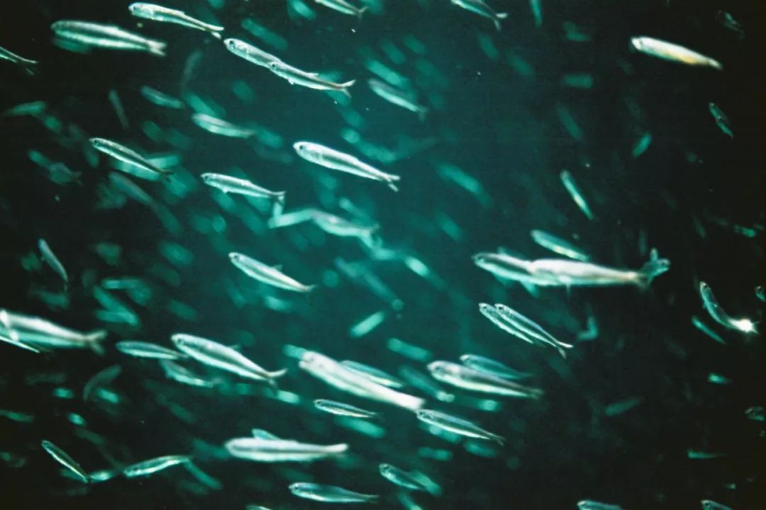 日本发现的大宝藏,日本挖出大宝藏