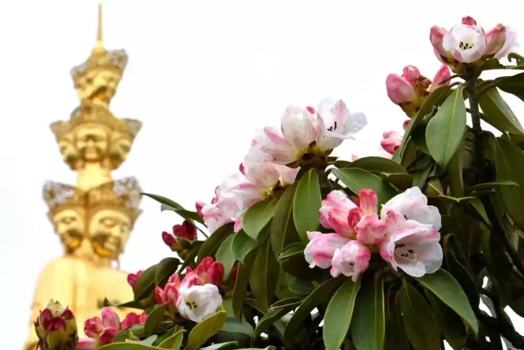 桃坪羌寨好玩还是甘堡藏寨好玩,毕棚沟五一免门票吗