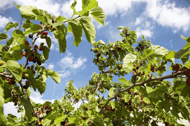 AreYouReady~~~第六届桑果紫酒节火爆来袭！采桑葚，赏演出，如此“葚”好！