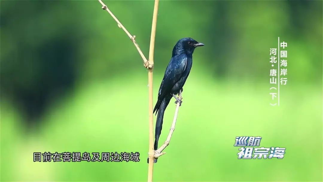 我想去唐山三岛曹妃甸港看看感受下百年“评”韵绽芳华