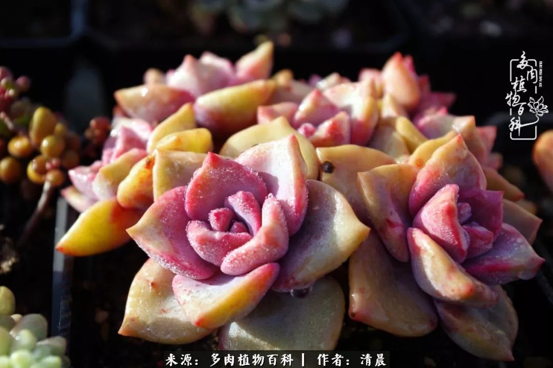 记录多肉开花的美好时光,清晨的多肉图片大全