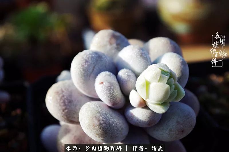 记录多肉开花的美好时光,清晨的多肉图片大全