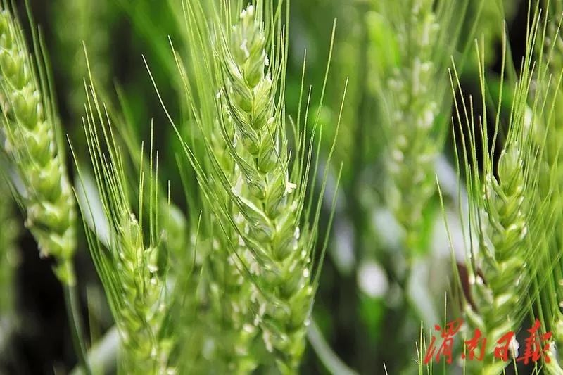 甘肃全力推动现代种业转型,聚焦优势特色产业现代种业发展