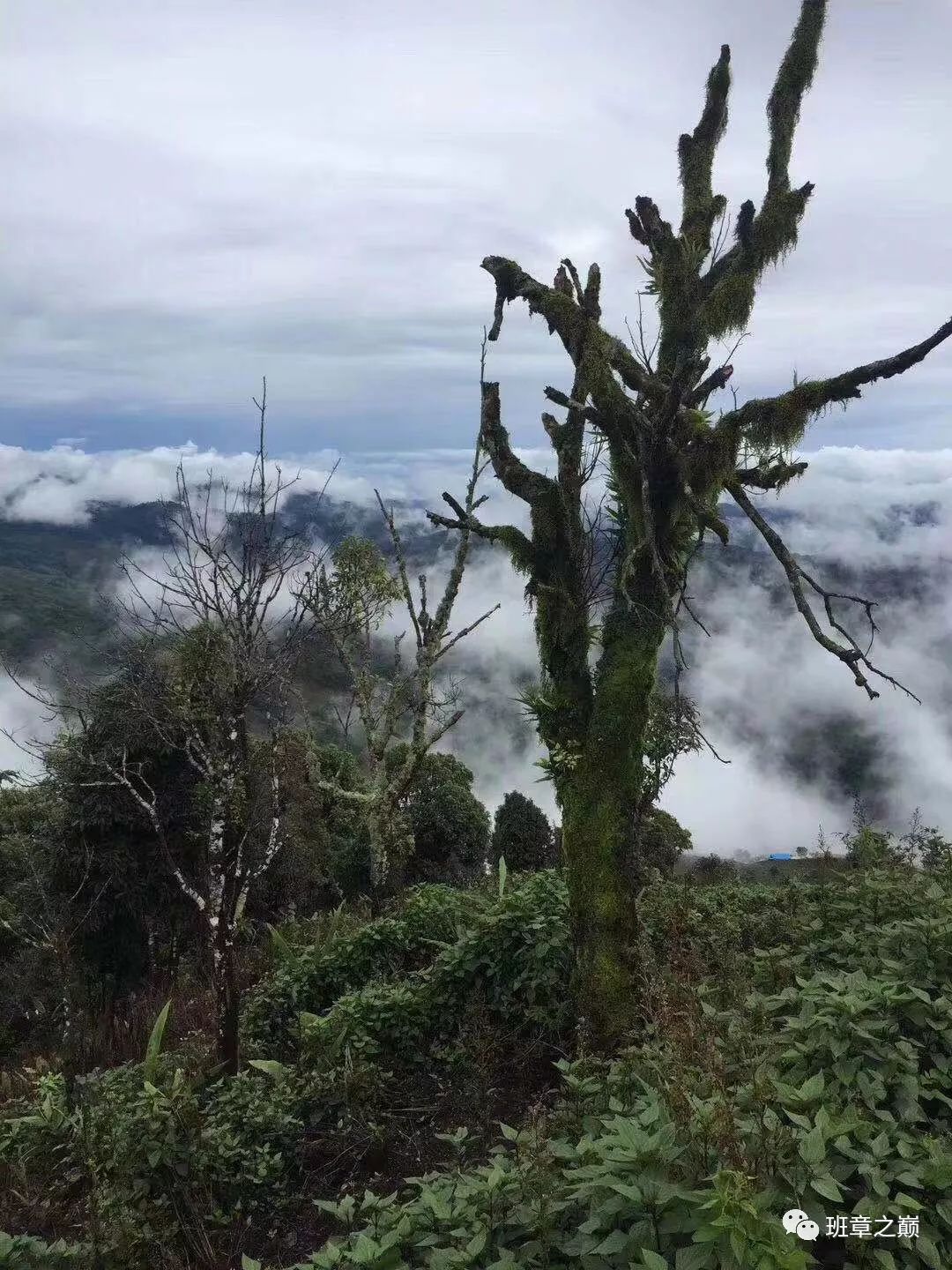 品一杯香茗赏千古美文,品一杯香茗感受诗和远方