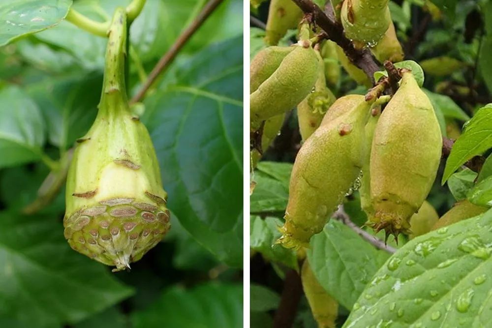 腊梅怎么开花,腊梅开花