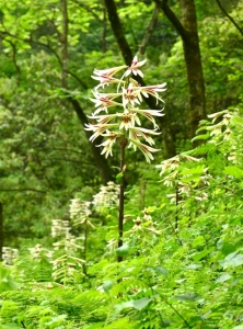 春山鸟空啼,春山空啼鸟