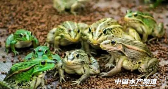 稻田养殖田蛙的利润怎么样,稻田黑斑蛙养殖政策