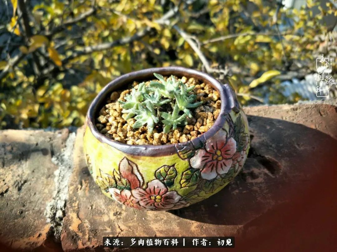 从开始养多肉就对多肉疯狂热爱,多肉美肉控养方法
