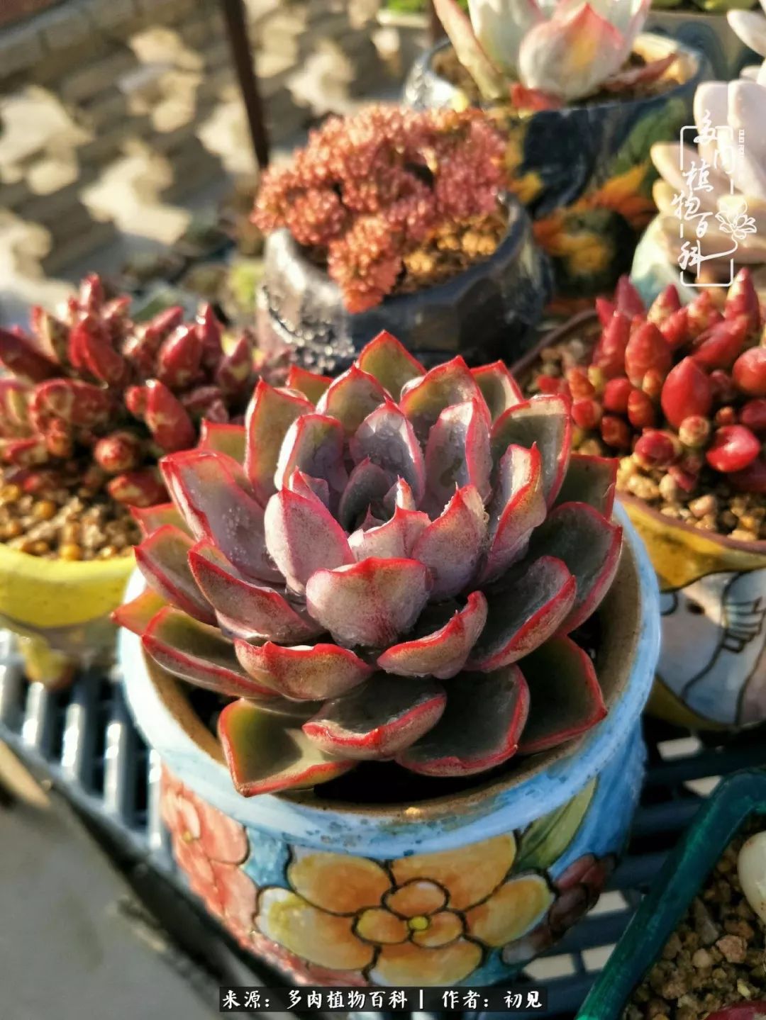 从开始养多肉就对多肉疯狂热爱,多肉美肉控养方法