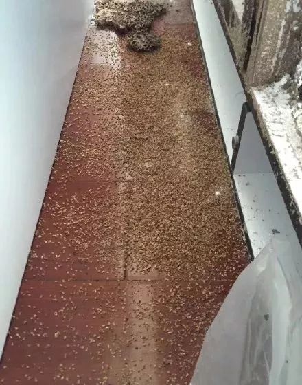 广东下雨后出现的虫子,广东雨后常见的虫子