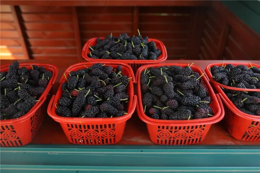 AreYouReady~~~第六届桑果紫酒节火爆来袭！采桑葚，赏演出，如此“葚”好！