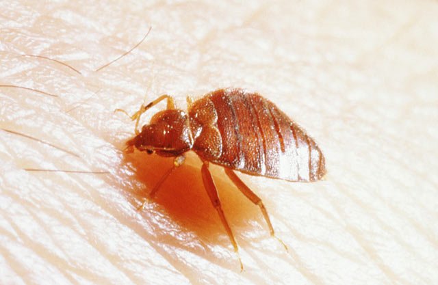 家里有臭虫怎么能彻底消灭,家里有臭虫怎么才能彻底消灭