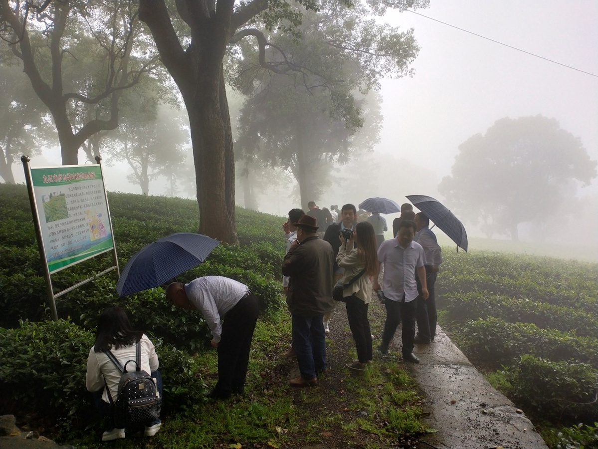 江西庐山云雾茶文化,江西云雾仙茶