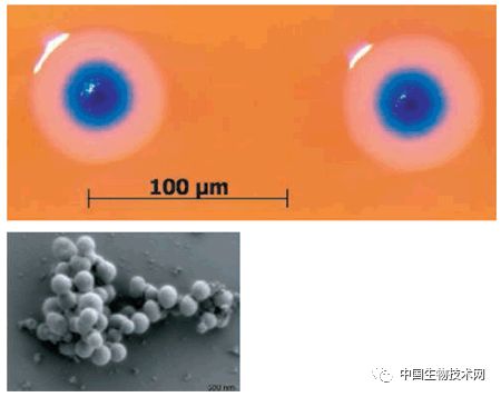 Nature重磅！第一个完全合成且彻底改变DNA密码的生物诞生了