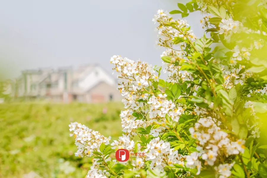 五月芬芳之旅，与你相约海安大马士革*瑰园玫**