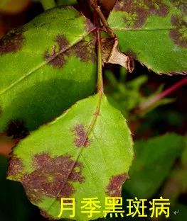 果汁阳台月季如何防治病虫害,藤本月季的病虫害及防治