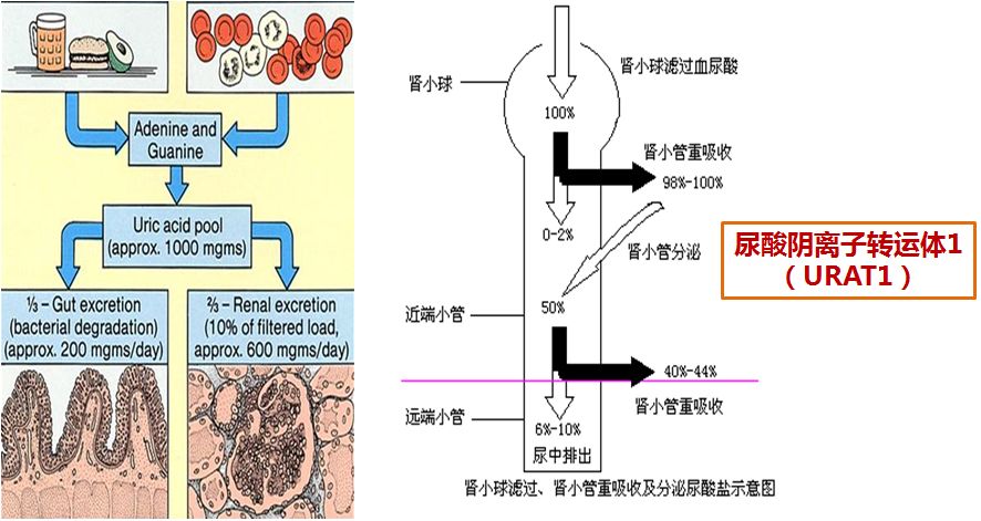 心衰肾衰伴高尿酸怎么治疗,心衰引起的肌酐和尿酸高怎么办
