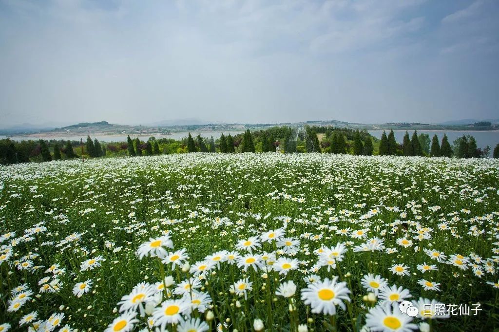 美炸了！初夏花仙子！有爱的人免费玩！把最美奉献给你！